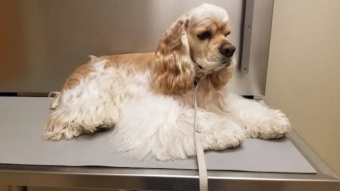 Crossroads Animal Clinic 12