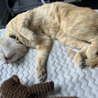 Crossroads Animal Clinic ico