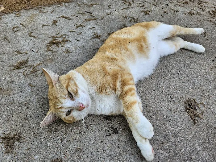 Clay Road Animal Clinic 12