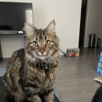Wilcrest Animal Hospital ico
