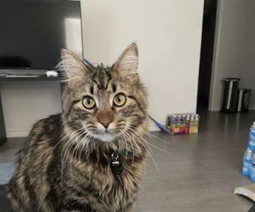 Wilcrest Animal Hospital