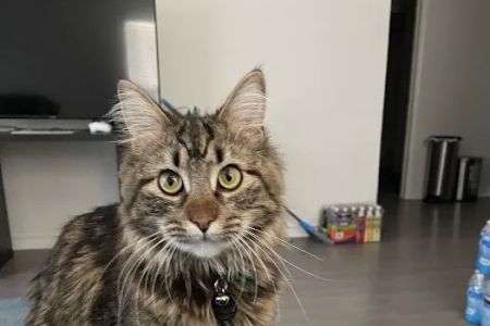 Wilcrest Animal Hospital