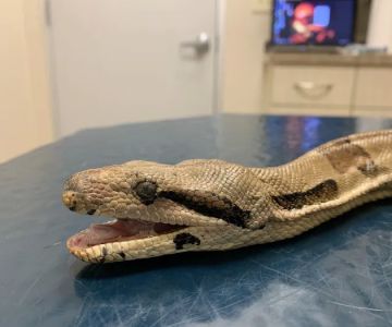 Briarcrest Veterinary Clinic