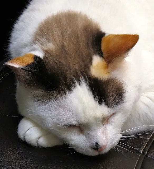 Houston Cat Hospital 12