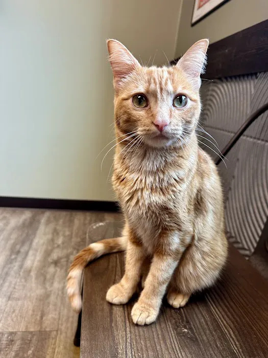Houston Cat Hospital 12