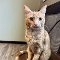 Houston Cat Hospital ico