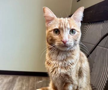 Houston Cat Hospital