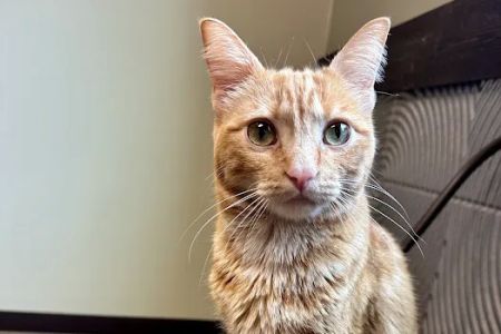 Houston Cat Hospital