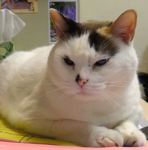 Houston Cat Hospital 12