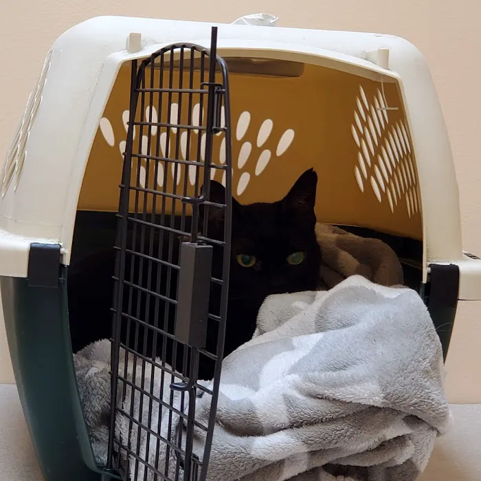 Houston Cat Hospital 12