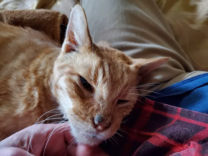 Houston Cat Hospital 12