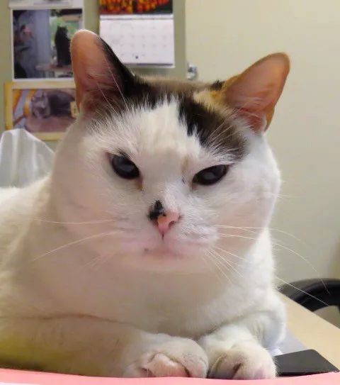 Houston Cat Hospital 12