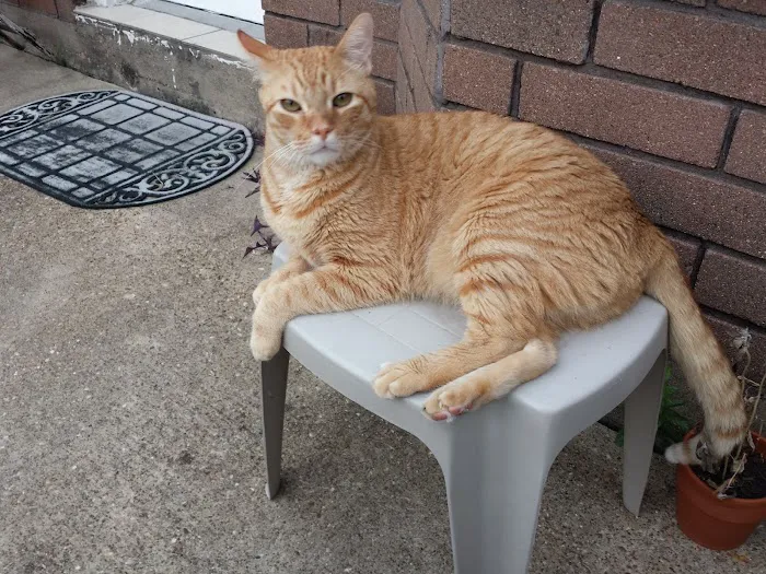 Houston Cat Hospital 12