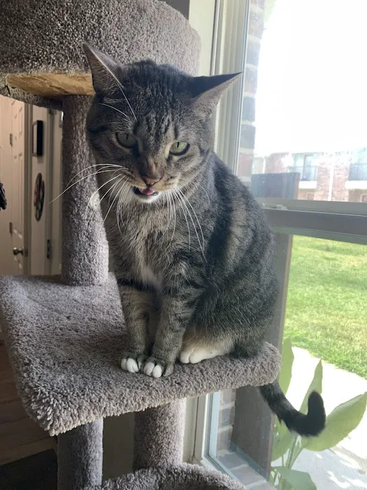 Houston Cat Hospital 12
