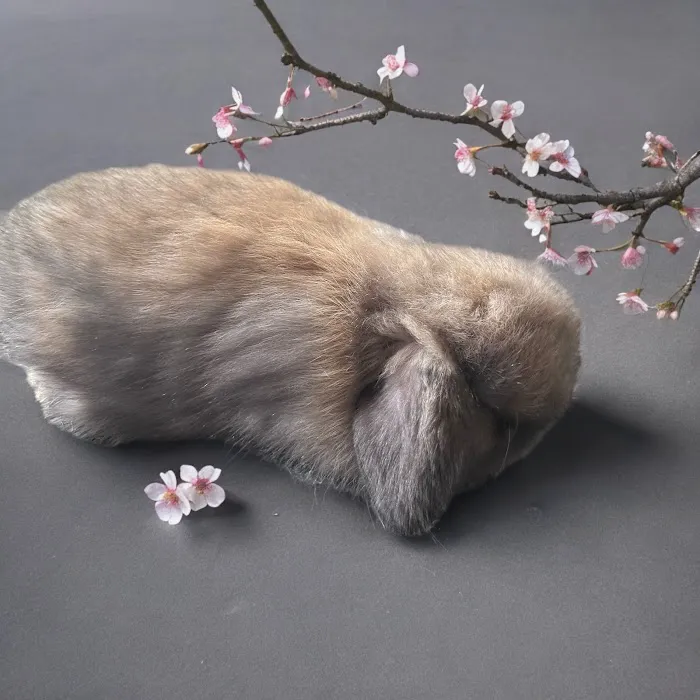 B&S Rabbitry 12