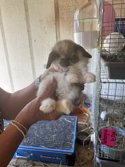 B&S Rabbitry 12