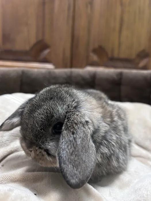 B&S Rabbitry 12