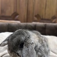 B&S Rabbitry ico
