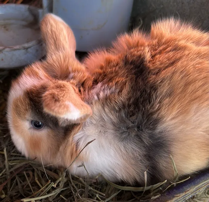 B&S Rabbitry 12