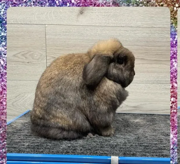B&S Rabbitry 12