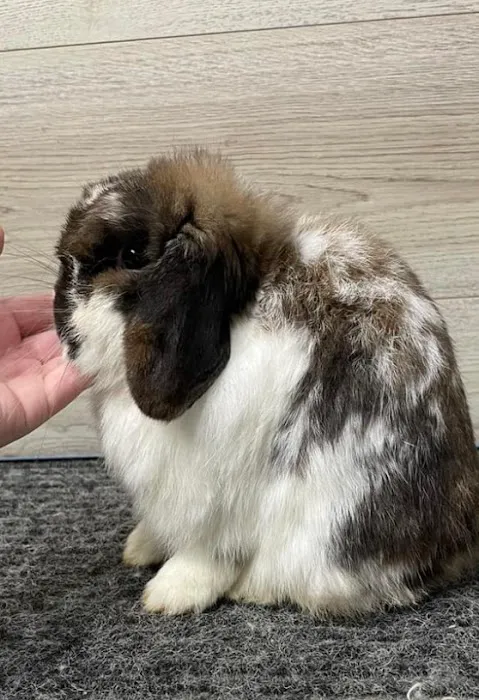 B&S Rabbitry 12