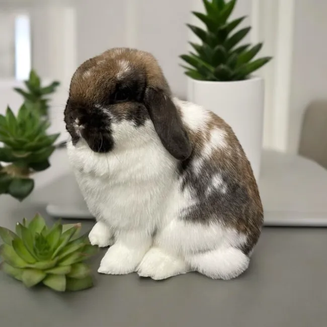 B&S Rabbitry 12