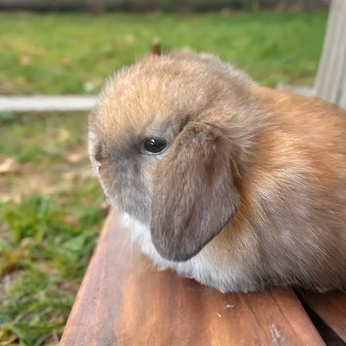 B&S Rabbitry 12