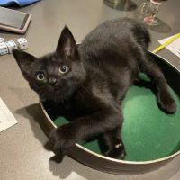PetWorks Express ico