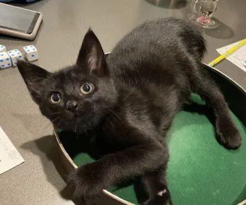 PetWorks Express
