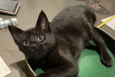 PetWorks Express