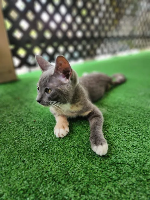 PetWorks Express 12
