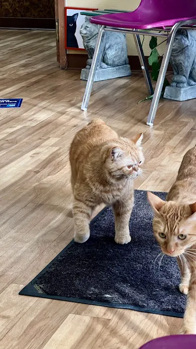 All Cats Veterinary Clinic 12