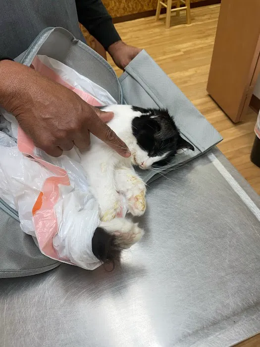 All Cats Veterinary Clinic 12