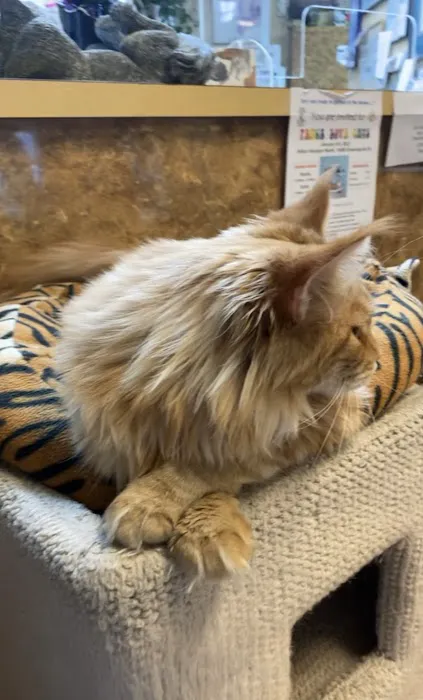 All Cats Veterinary Clinic 12