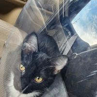 All Cats Veterinary Clinic ico