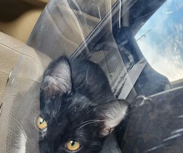 All Cats Veterinary Clinic