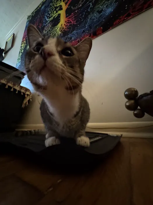 All Cats Veterinary Clinic 12