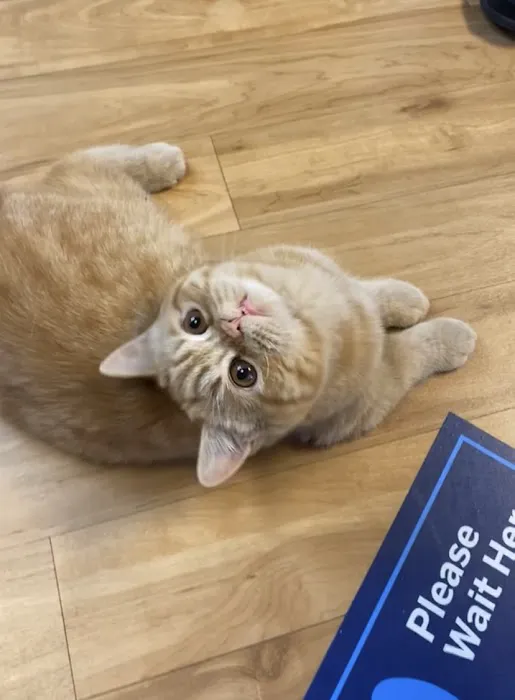 All Cats Veterinary Clinic 12