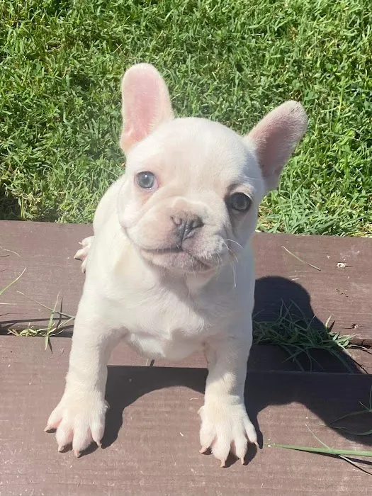 connollys puppies 12
