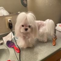 connollys puppies ico