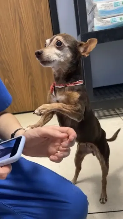 Stella Link Animal Clinic 12