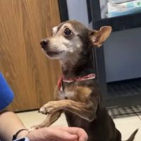 Stella Link Animal Clinic ico