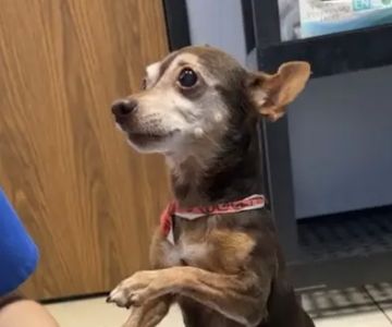 Stella Link Animal Clinic