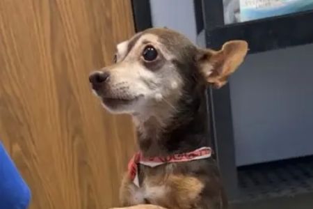 Stella Link Animal Clinic