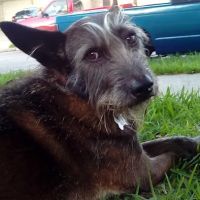 Shadow Creek Veterinary Clinic ico