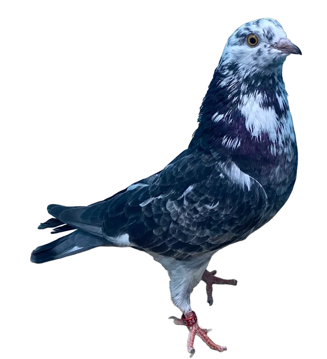 RollerPigeon.Com 12