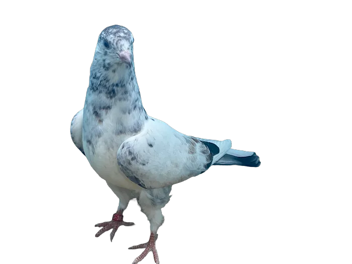 RollerPigeon.Com 12