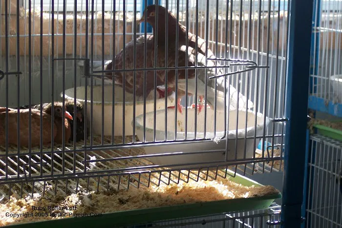 RollerPigeon.Com 12