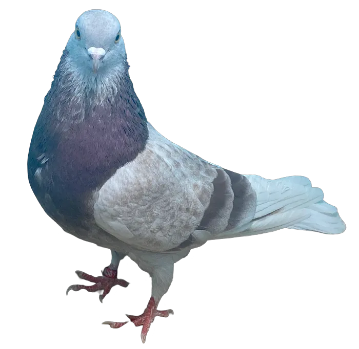 RollerPigeon.Com 12
