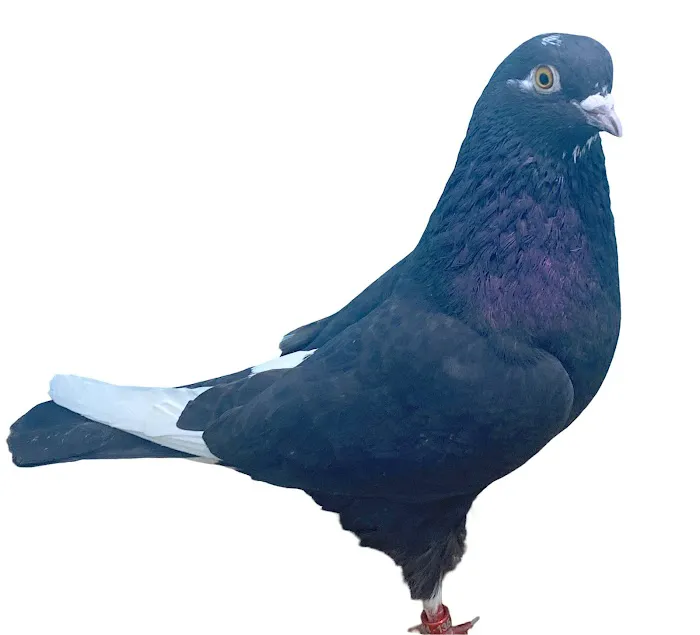 RollerPigeon.Com 12
